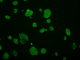 m13005 anti grasp1 gripap1 mouse monoclonal antibody clone id oti1e3 if testing 6