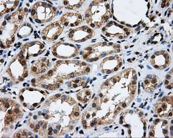 m13005 anti grasp1 gripap1 mouse monoclonal antibody clone id oti1e3 ihc testing 2
