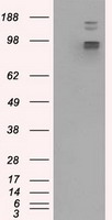 m13005 anti grasp1 gripap1 mouse monoclonal antibody clone id oti1e3 wb testing 1