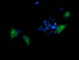 Anti-TMPRSS5 mouse monoclonal antibody (M13061-1) immunofluorescent staining of COS7 cells transiently transfected by pCMV6-ENTRY TMPRSS5