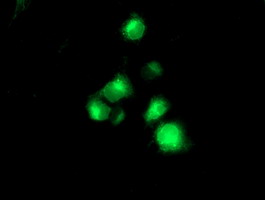 m13061 anti tmprss5 mouse monoclonal antibody clone id oti4a11 if testing 3