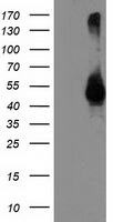 m13061 anti tmprss5 mouse monoclonal antibody clone id oti4a11 wb testing 1