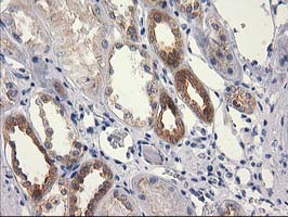 m13135 anti rtn4ip1 mouse monoclonal antibody clone id oti3b2 ihc testing 8