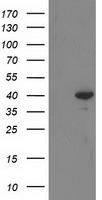 m13135 anti rtn4ip1 mouse monoclonal antibody clone id oti3b2 wb testing 1