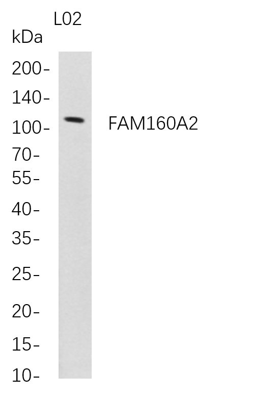 m13150 1 fam160a2 primary antibodies wb testing 1