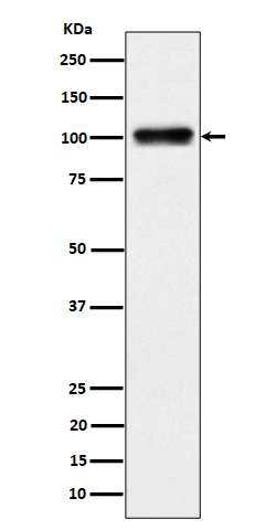 Western blot analysis of Nesprin3 expression in 293 cell lysate