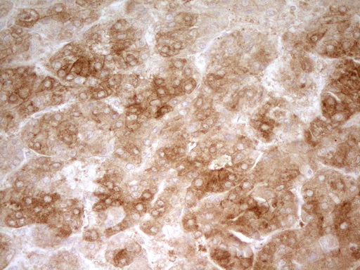 m13171 anti znf35 mouse monoclonal antibody clone id oti3h5 ihc testing 3