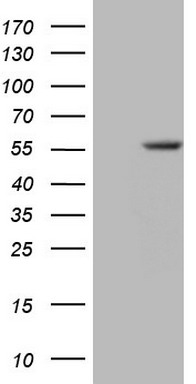 m13171 anti znf35 mouse monoclonal antibody clone id oti3h5 wb testing 1