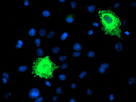m13227 anti fbxo21 mouse monoclonal antibody clone id oti5h4 if testing 14