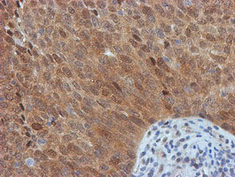 m13227 anti fbxo21 mouse monoclonal antibody clone id oti5h4 ihc testing 10