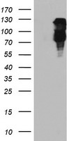 m13227 anti fbxo21 mouse monoclonal antibody clone id oti5h4 wb testing 1