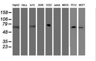 m13227 anti fbxo21 mouse monoclonal antibody clone id oti5h4 wb testing 2