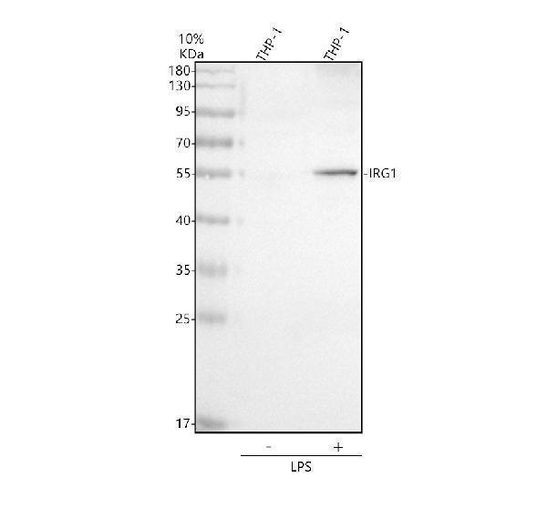m13250 acod1 primary antibodies wb testing 1