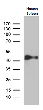 Western blot analysis of extracts (35ug) from human spleen tissue lysate by using anti-CYTH4 monoclonal antibody (1:500)