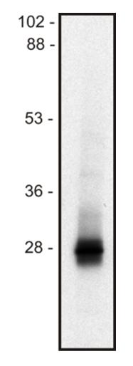 Western blotting analysis of murine thymocyte lysate (1% SDS); non-reduced sample, immunostained by mAb mLIME-05 and goat anti-mouse IgG (H+L)-HRP conjugate