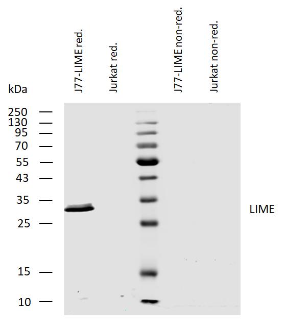 Western blotting analysis of human LIME using mouse monoclonal antibody LIME-10 on lysates of J77-LIME transfectants and Jurkat cells under reducing and non-reducing conditions. Nitrocellulose membrane was probed with 1 microg/ml of mouse monoclonal antibody followed by IRDye800-conjugated anti-mouse secondary antibody. LIME was detected around 30 kDa.