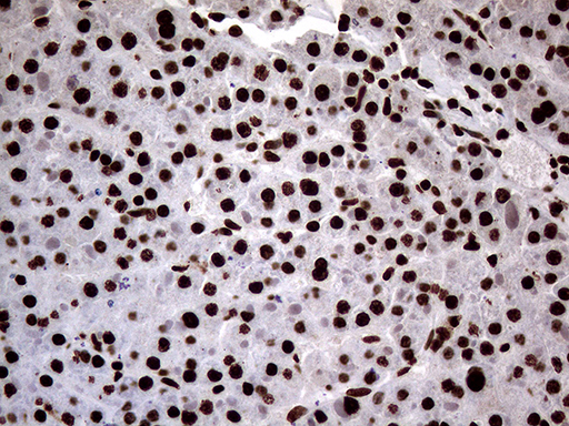 m13363 anti sh3bgrl mouse monoclonal antibody clone id oti8f7 ihc testing 13