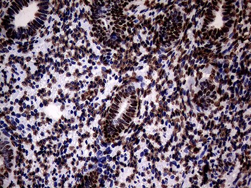 m13363 anti sh3bgrl mouse monoclonal antibody clone id oti8f7 ihc testing 8