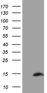 HEK293T cells were transfected with the pCMV6-ENTRY control (Left lane) or pCMV6-ENTRY SH3BGRL (Right lane) cDNA for 48 hrs and lysed