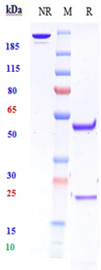 m13374 sds page