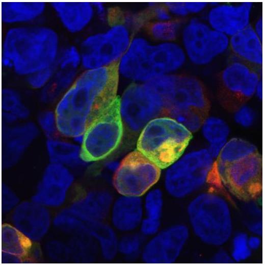 m13414 prr7 primary antibodies icc testing 3