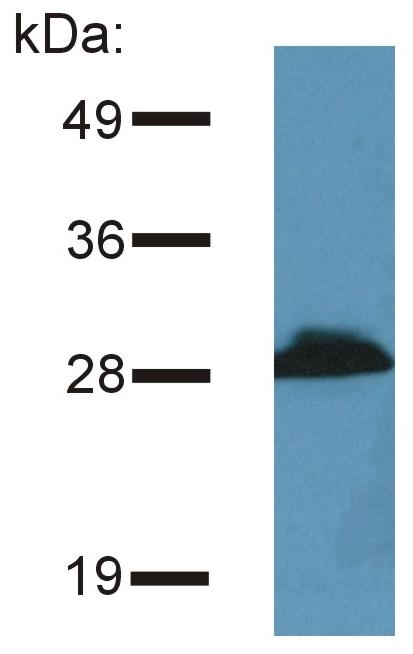 m13414 prr7 primary antibodies wb testing 1