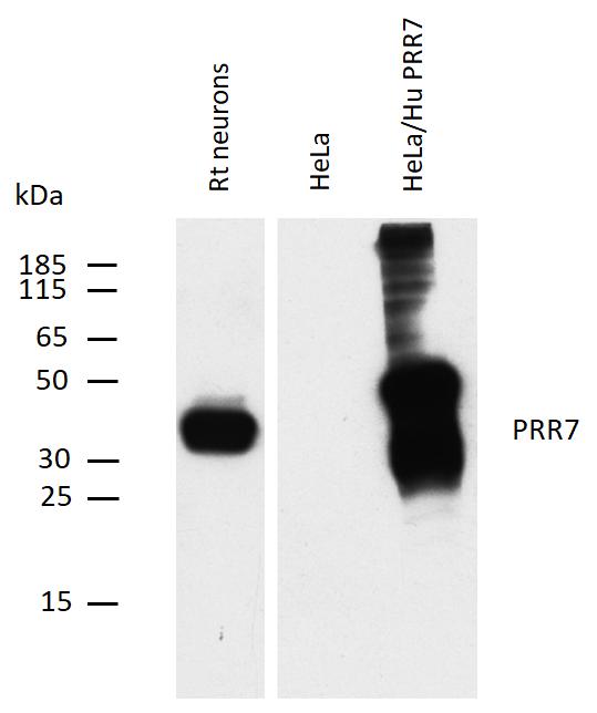 m13414 prr7 primary antibodies wb testing 2