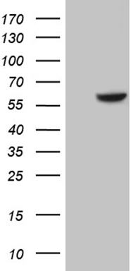 m13416 anti pctaire2 cdk17 mouse monoclonal antibody clone id oti2e11 wb testing 1