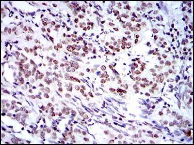m13425 commd3 primary antibodies ihc testing 3