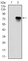 m13425 commd3 primary antibodies wb testing 2