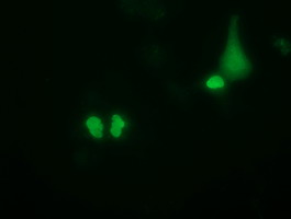 m13434 anti pus7 mouse monoclonal antibody clone id oti4c6 if testing 6