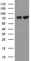 m13434 anti pus7 mouse monoclonal antibody clone id oti4c6 wb testing 1