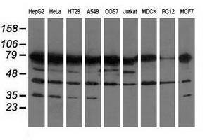 m13434 anti pus7 mouse monoclonal antibody clone id oti4c6 wb testing 2