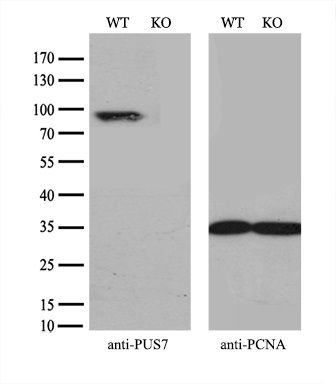 m13434 anti pus7 mouse monoclonal antibody clone id oti4c6 wb testing 3
