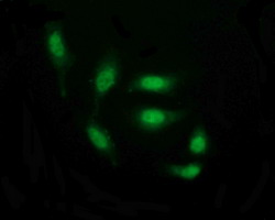 m13443 anti thumpd1 mouse monoclonal antibody clone id oti1h6 if testing 10