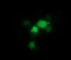 m13443 anti thumpd1 mouse monoclonal antibody clone id oti1h6 if testing 9