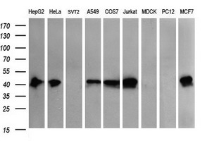 Western blot analysis of extracts (35ug) from 9 different cell lines by using anti-THUMPD1 monoclonal antibody (HepG2: human; HeLa: human; SVT2: mouse; A549: human; COS7: monkey; Jurkat: human; MDCK: canine; PC12: rat; MCF7: human)