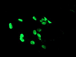 m13454 anti phf7 mouse monoclonal antibody clone id oti1g9 if testing 16