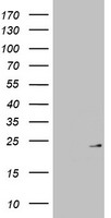m13508 anti mrpl13 mouse monoclonal antibody clone id oti6a11 wb testing 1