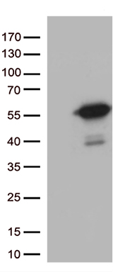 m13509 anti mtrf1 mouse monoclonal antibody clone id oti2d3 wb testing 1