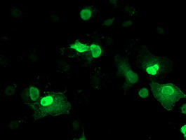 m13518 anti leng1 mouse monoclonal antibody clone id oti10a7 if testing 14