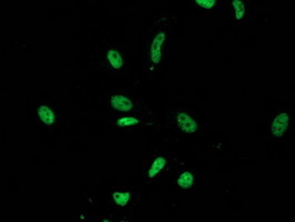 m13518 anti leng1 mouse monoclonal antibody clone id oti10a7 if testing 15