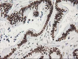 m13518 anti leng1 mouse monoclonal antibody clone id oti10a7 ihc testing 11