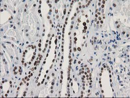 m13518 anti leng1 mouse monoclonal antibody clone id oti10a7 ihc testing 12