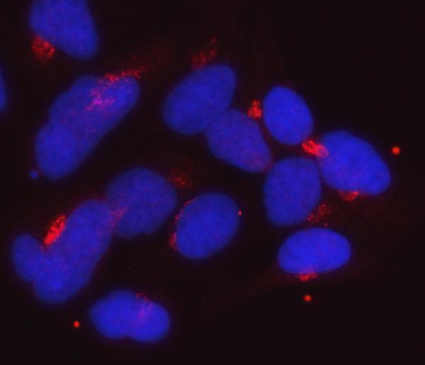  IF analysis of Golgin 97/GOLGA1 using anti-Golgin 97/GOLGA1 antibody (M13524-1)