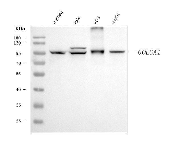  Western blot analysis of Golgin 97/GOLGA1 using anti-Golgin 97/GOLGA1 antibody (M13524-1)