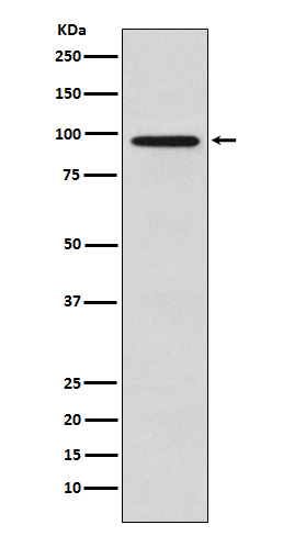 Western blot analysis of Golgin 97 expression in HeLa cell lysate