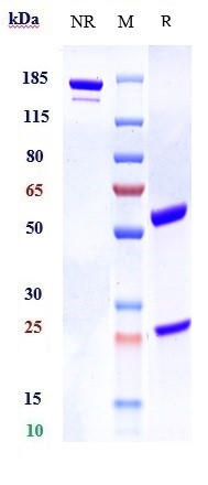 m13556 sds page