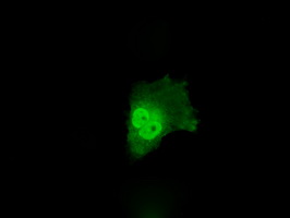 Anti-ANXA10 mouse monoclonal antibody (M13560-1) immunofluorescent staining of COS7 cells transiently transfected by pCMV6-ENTRY ANXA10