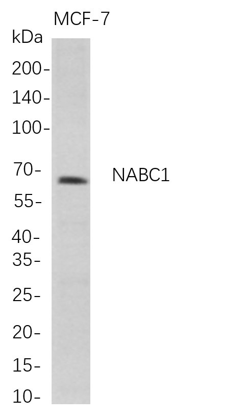 Western Blot analysis of MCF-7 whole cell lysates were separated by 4-20% SDS-PAGE, and the membrane was blotted with anti-NABC1 rabbit mAb